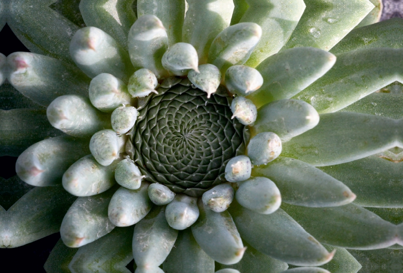 Orostachys