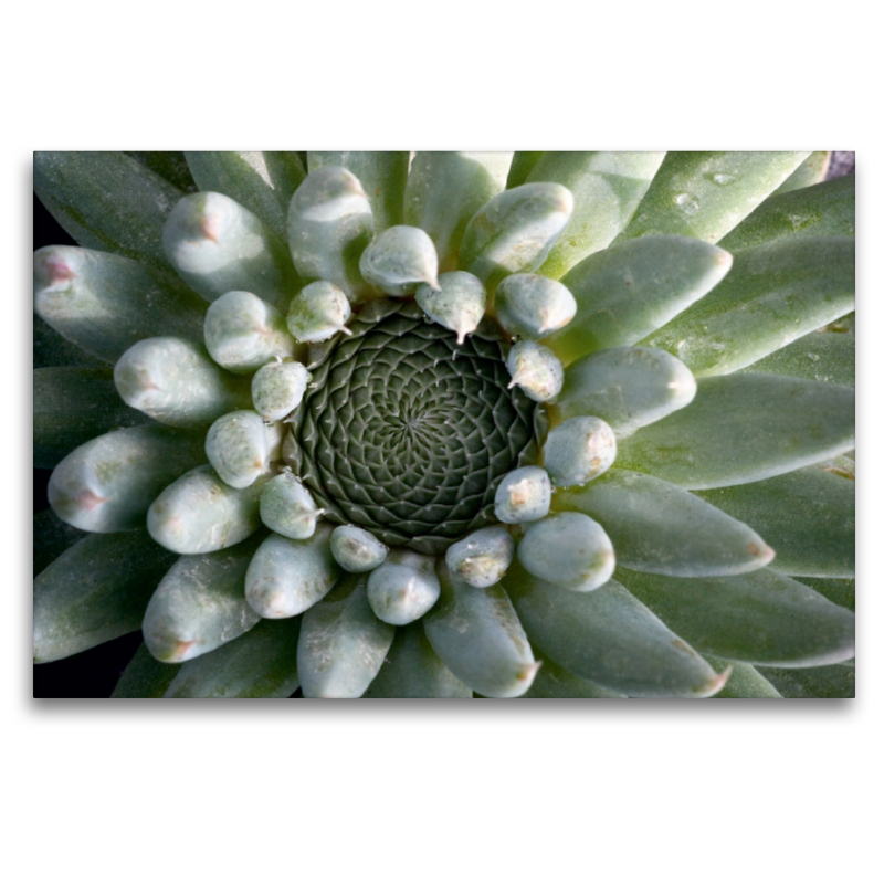 Orostachys