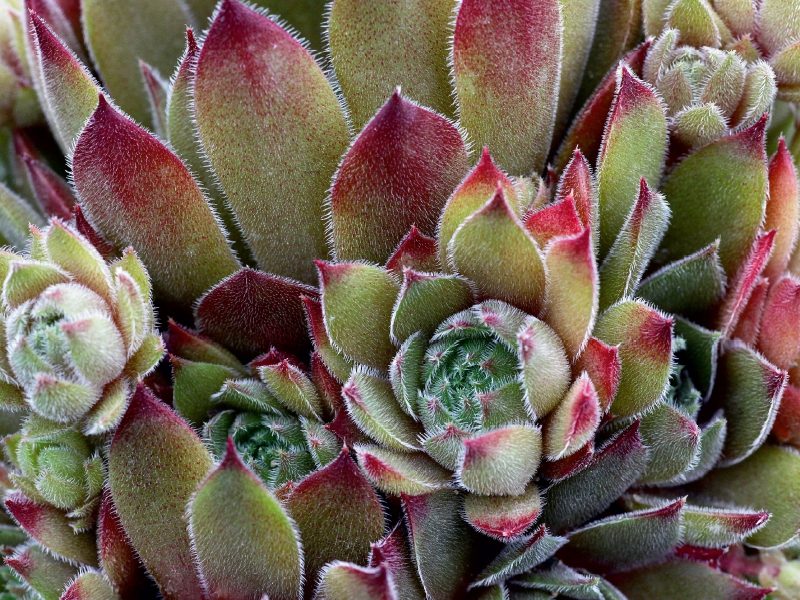 Sempervivum Grey Dawn