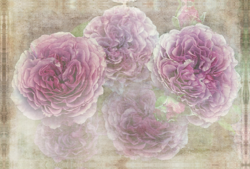 Romantische Rosen - Shabby Chic Style