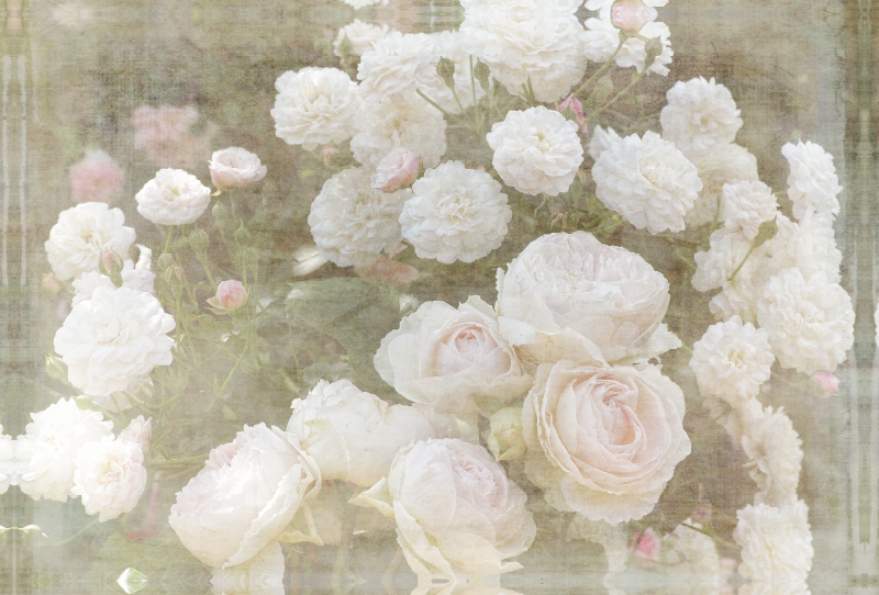 Romantische Rosen - Shabby Chic Style