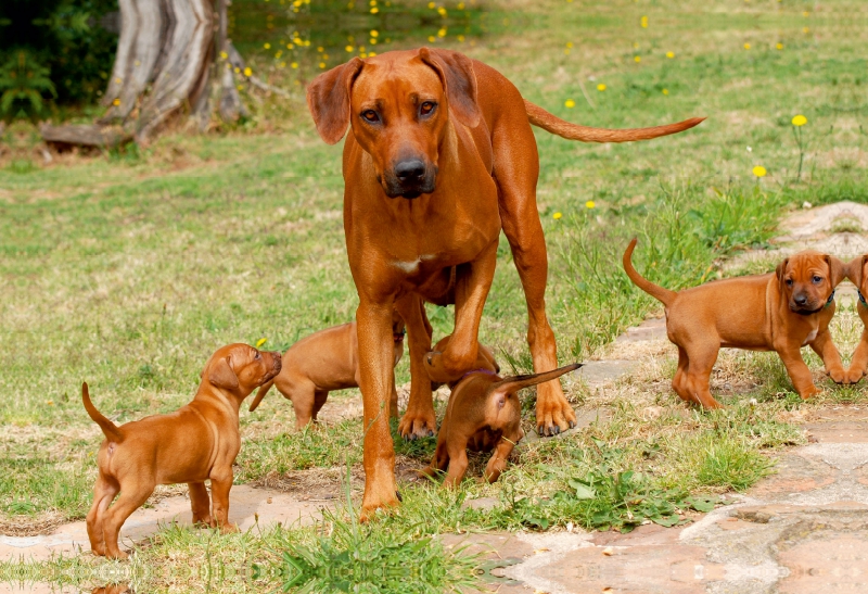 Ein Motiv aus dem Kalender Rhodesian Ridgebacks