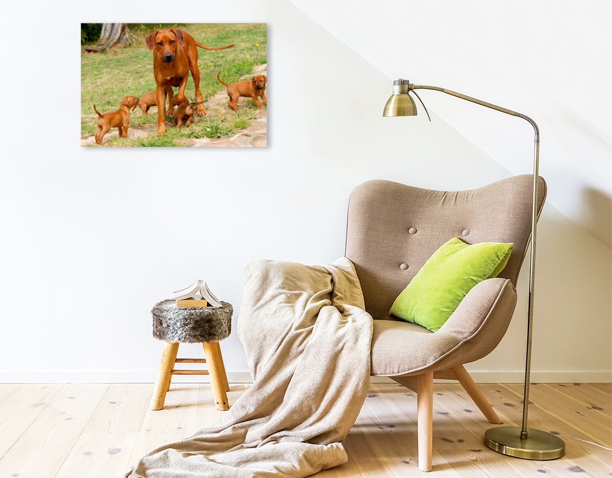 Ein Motiv aus dem Kalender Rhodesian Ridgebacks