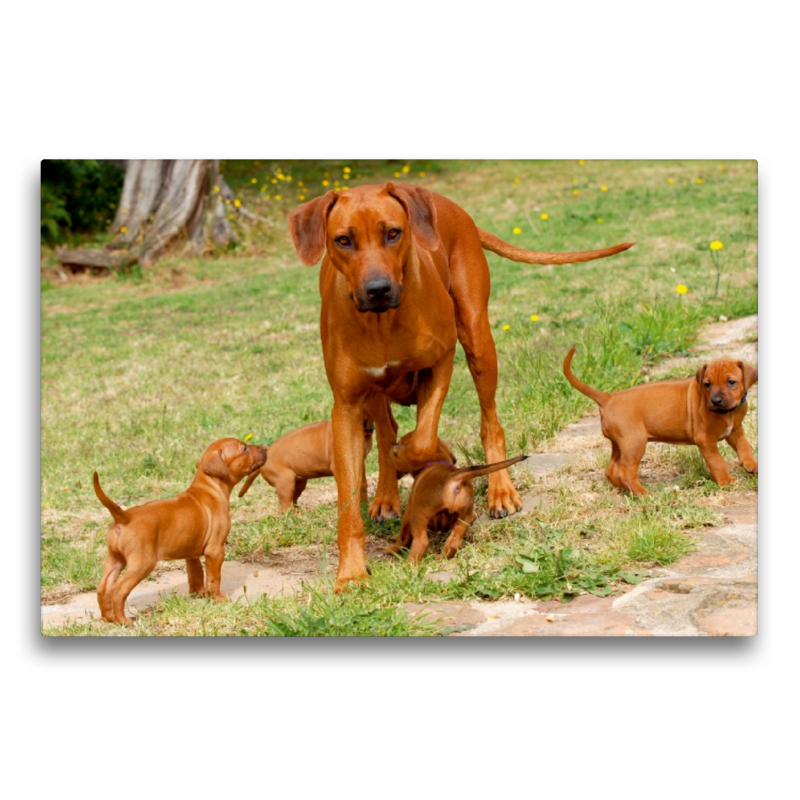 Ein Motiv aus dem Kalender Rhodesian Ridgebacks