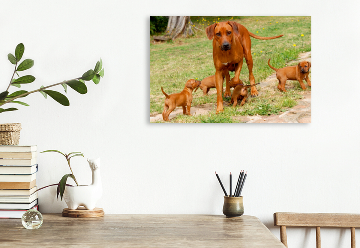 Ein Motiv aus dem Kalender Rhodesian Ridgebacks