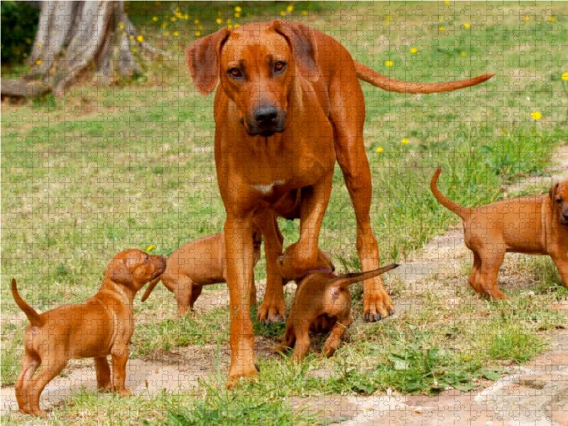 Ein Motiv aus dem Kalender Rhodesian Ridgebacks