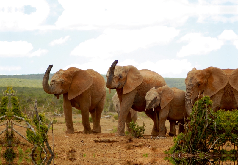 Ein Motiv aus dem Kalender African Elephants in Addo