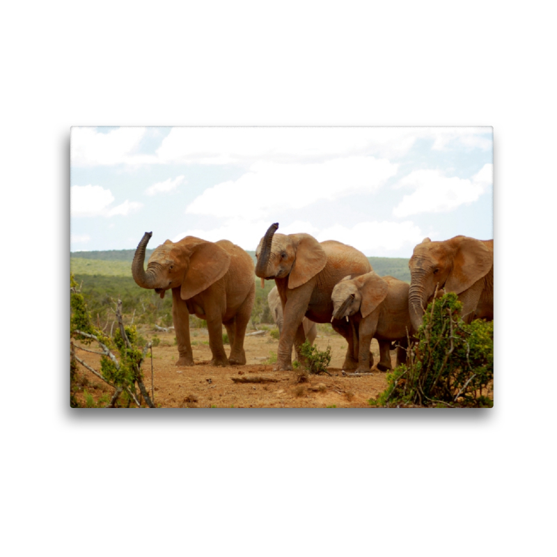 Ein Motiv aus dem Kalender African Elephants in Addo