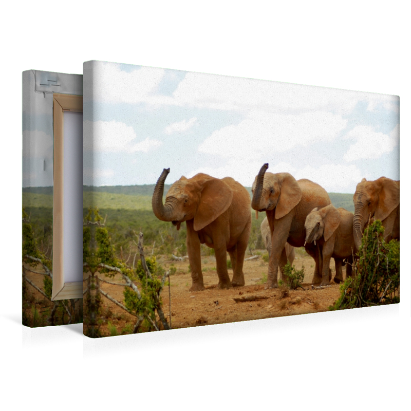 Ein Motiv aus dem Kalender African Elephants in Addo