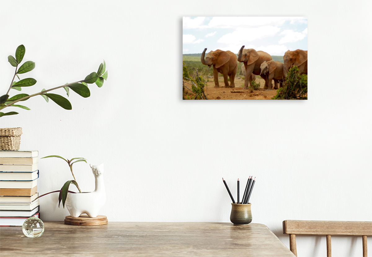 Ein Motiv aus dem Kalender African Elephants in Addo