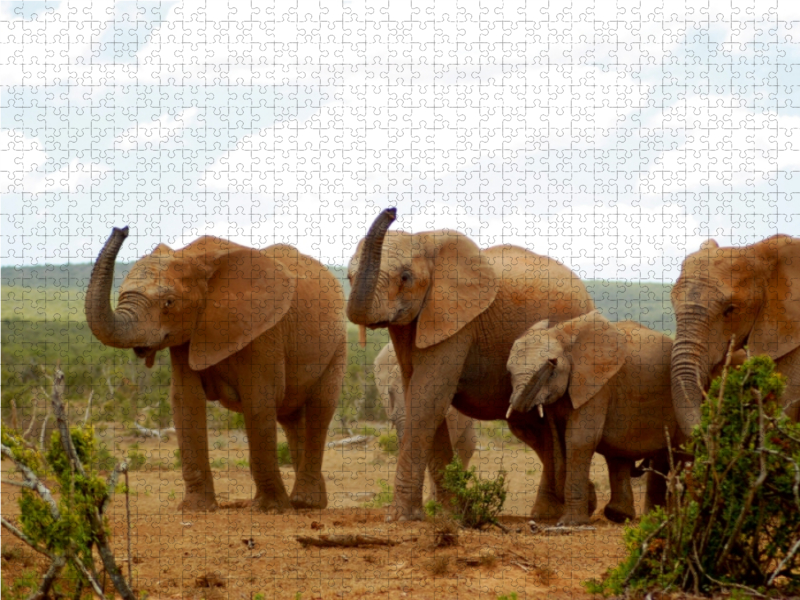 Ein Motiv aus dem Kalender African Elephants in Addo