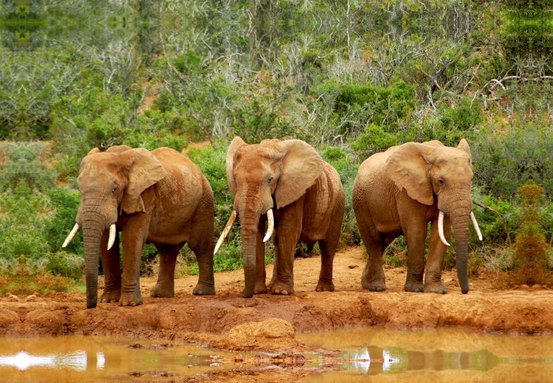 Ein Motiv aus dem Kalender African Elephants in Addo