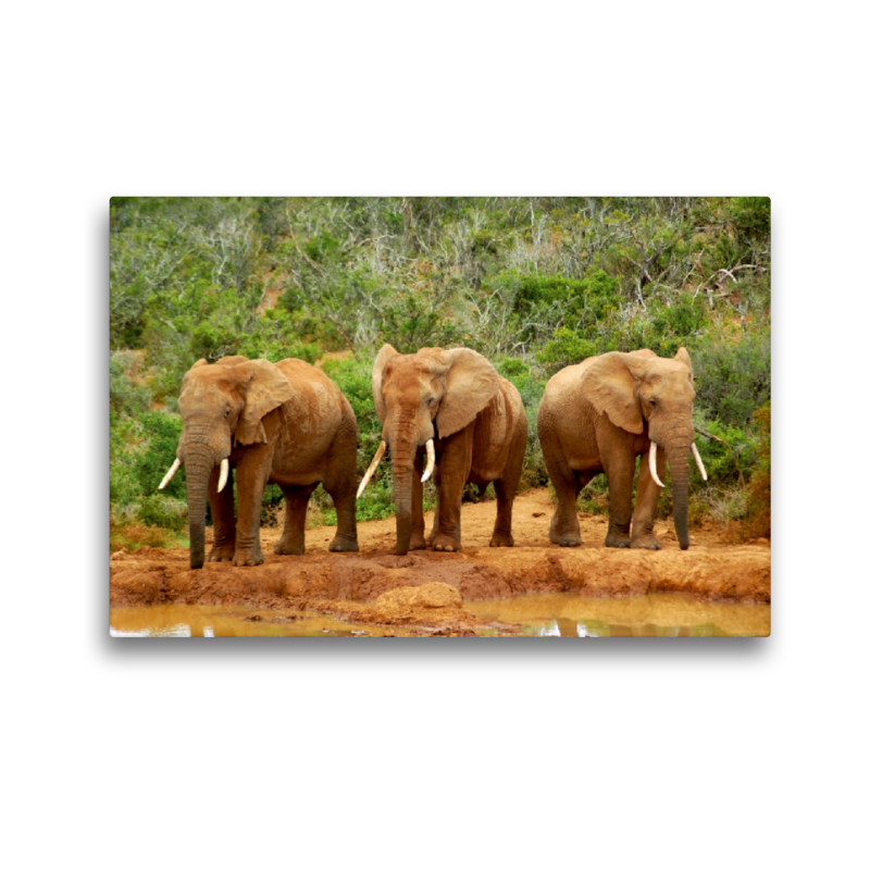 Ein Motiv aus dem Kalender African Elephants in Addo