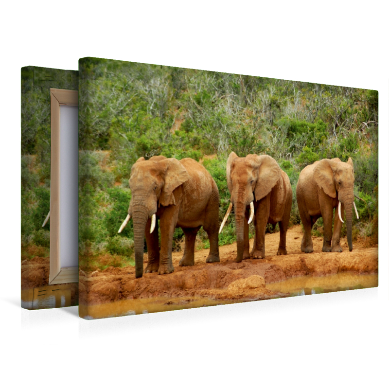 Ein Motiv aus dem Kalender African Elephants in Addo