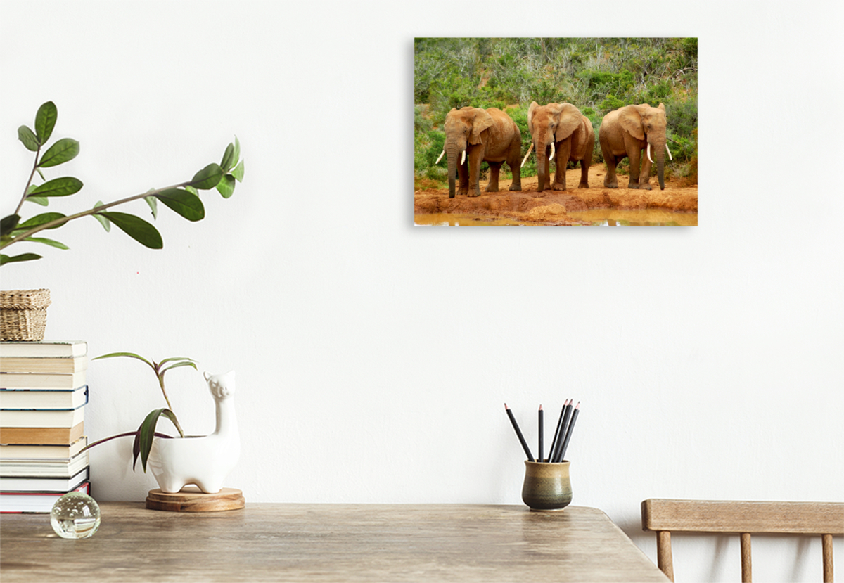 Ein Motiv aus dem Kalender African Elephants in Addo