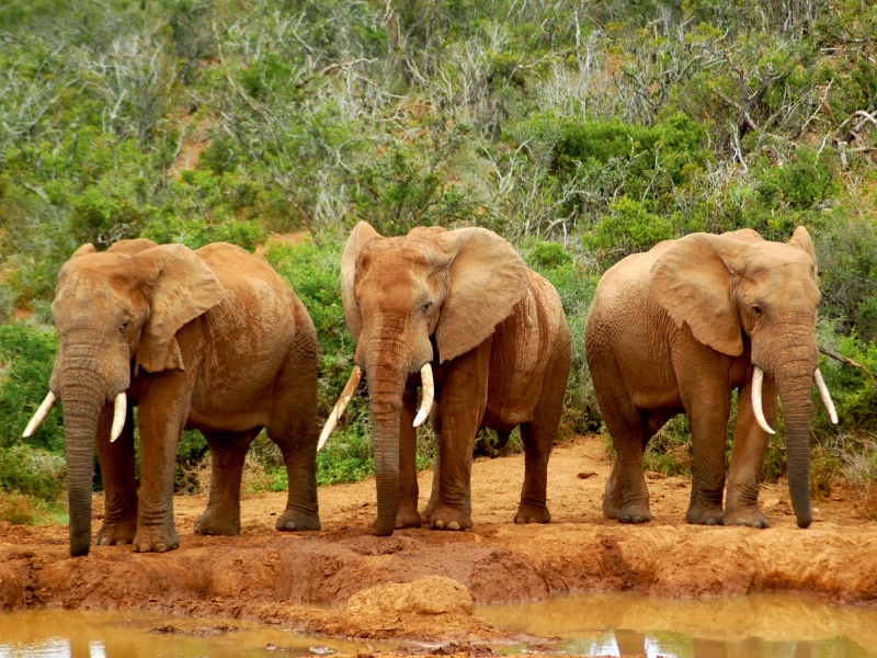 Ein Motiv aus dem Kalender African Elephants in Addo