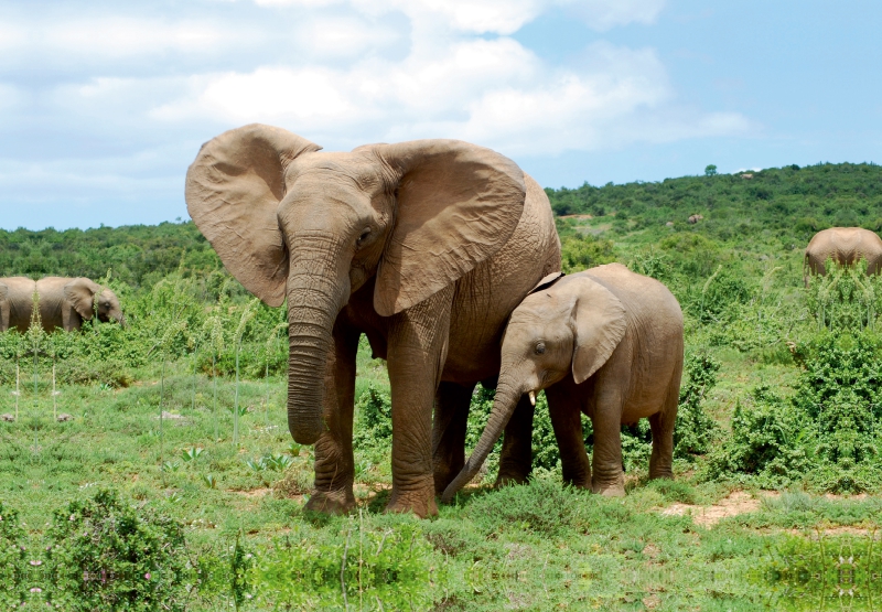 Ein Motiv aus dem Kalender African Elephants in Addo