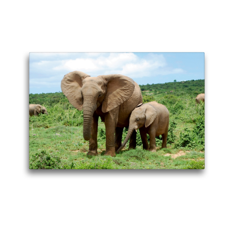 Ein Motiv aus dem Kalender African Elephants in Addo