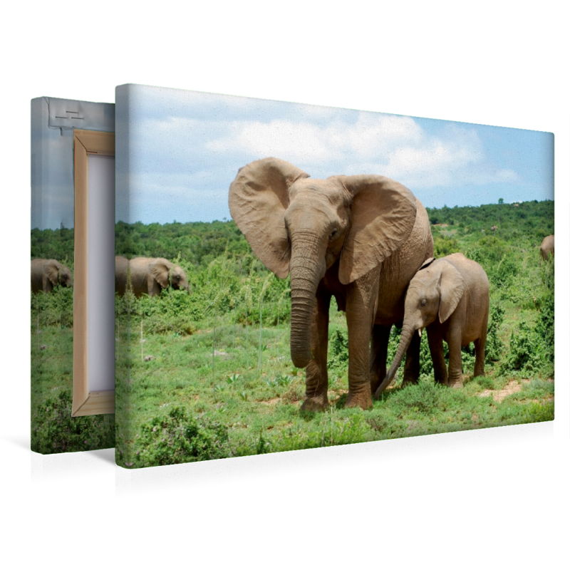 Ein Motiv aus dem Kalender African Elephants in Addo