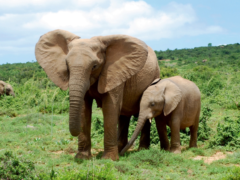 Ein Motiv aus dem Kalender African Elephants in Addo