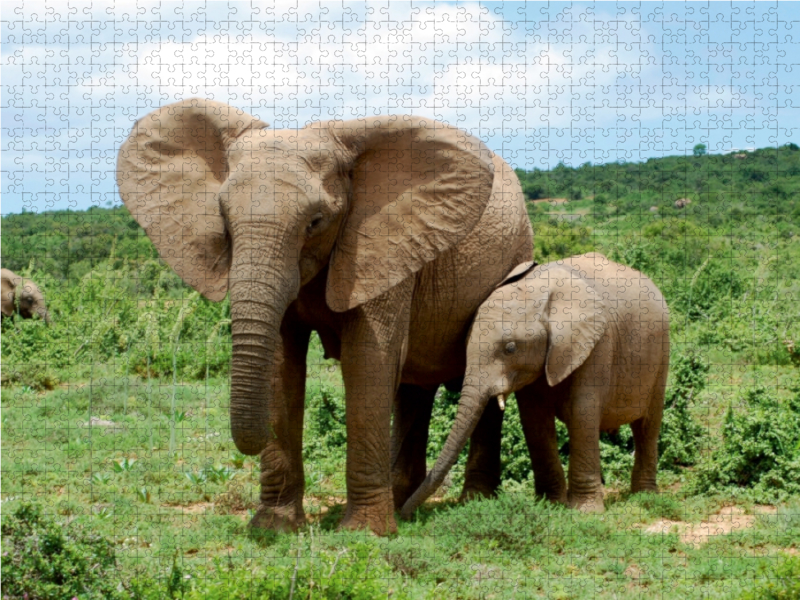 Ein Motiv aus dem Kalender African Elephants in Addo