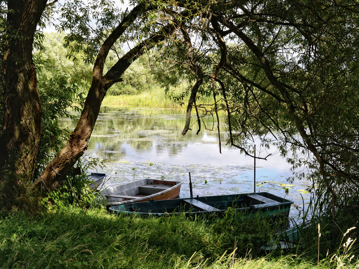 Boote unter einer alten Weide an der Havel