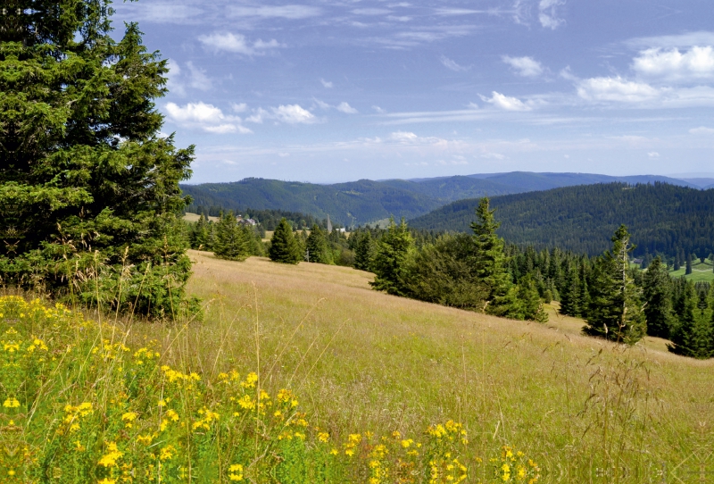 Schwarzwald