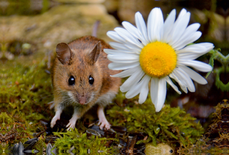 Maus mit Margeritenblüte