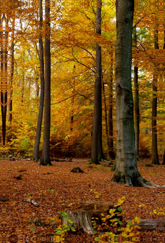 Herbstlicher Buchenwald im Tiergarten von Siegen-Weidenau