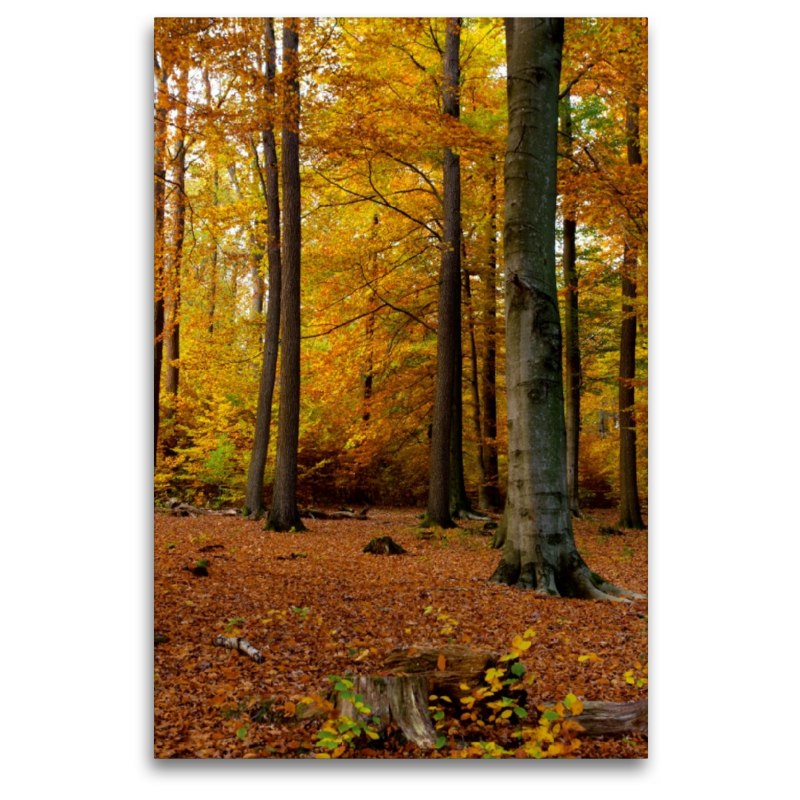 Herbstlicher Buchenwald im Tiergarten von Siegen-Weidenau