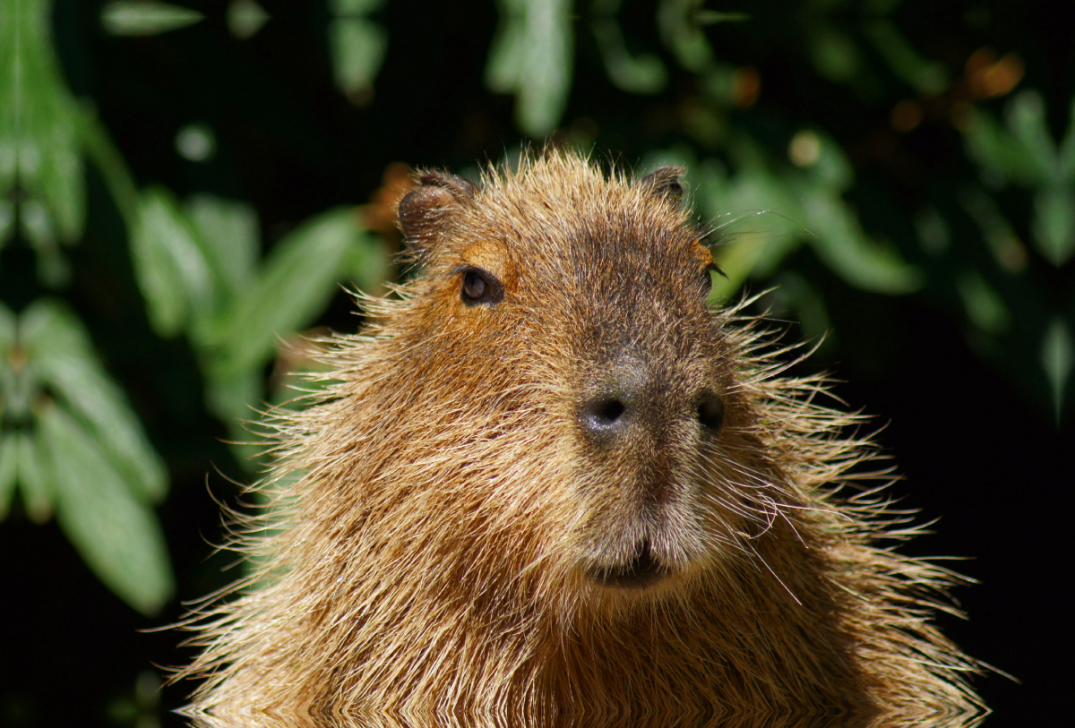 Wasserschwein (Hydrochoerus hydrochaeris)