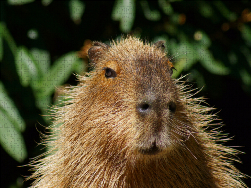 Wasserschwein (Hydrochoerus hydrochaeris)