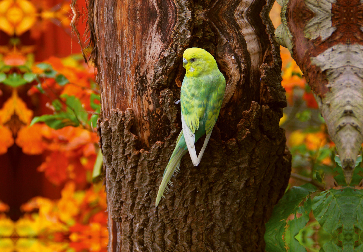 Wellensittich im Herbstwald