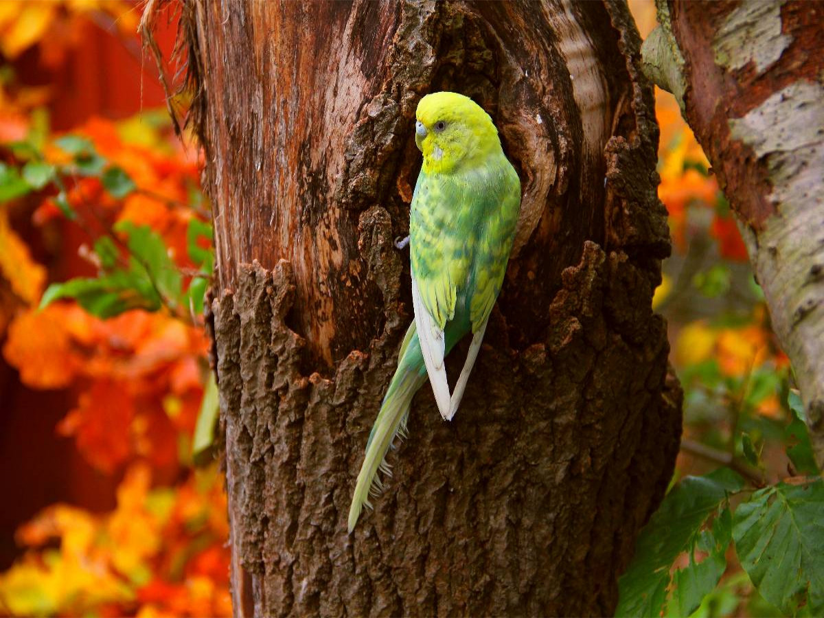 Wellensittich im Herbstwald