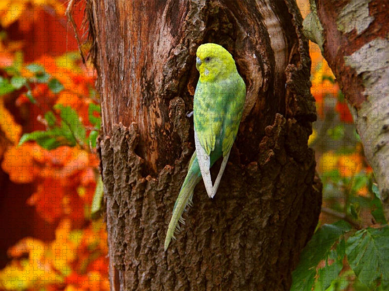 Wellensittich im Herbstwald
