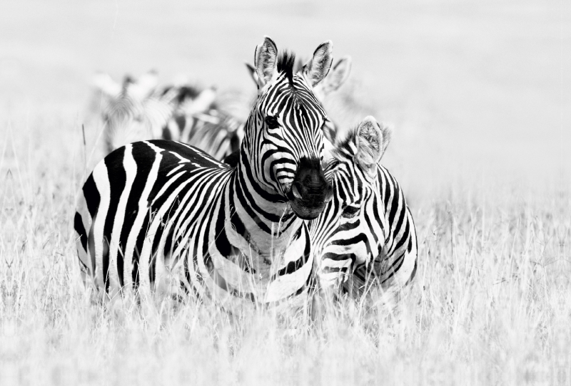 Ein Motiv aus dem Kalender Emotionale Momente: Zebras - black and white.