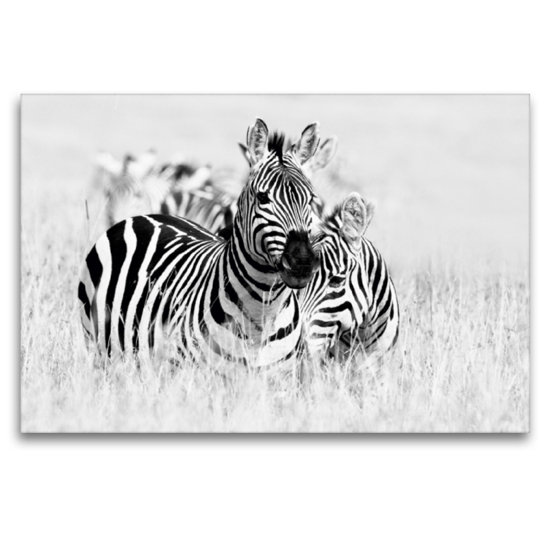 Ein Motiv aus dem Kalender Emotionale Momente: Zebras - black and white.