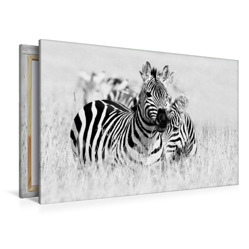 Ein Motiv aus dem Kalender Emotionale Momente: Zebras - black and white.