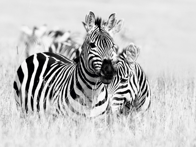 Ein Motiv aus dem Kalender Emotionale Momente: Zebras - black and white.