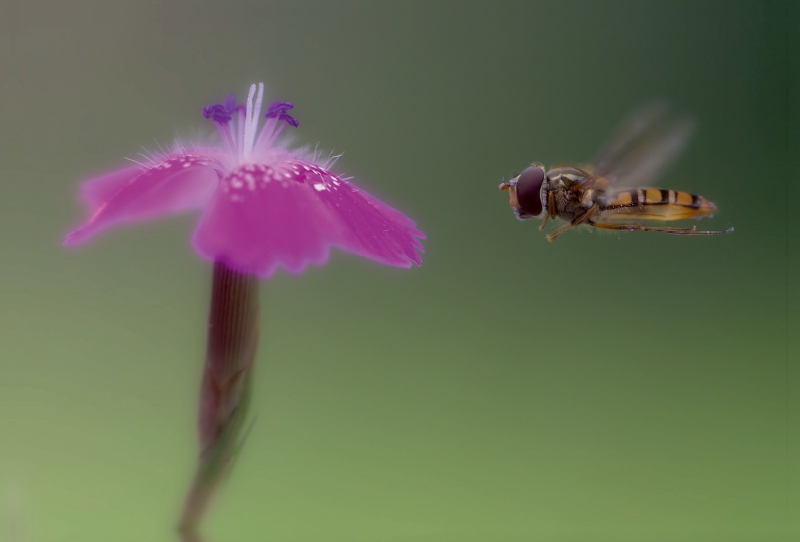 Eine Schwebefliege im Anflug auf eine Blüte