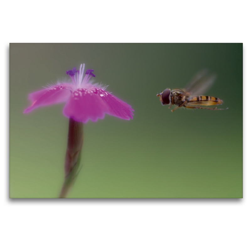 Eine Schwebefliege im Anflug auf eine Blüte