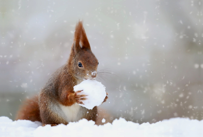 Eichhörnchen mit Schneeball