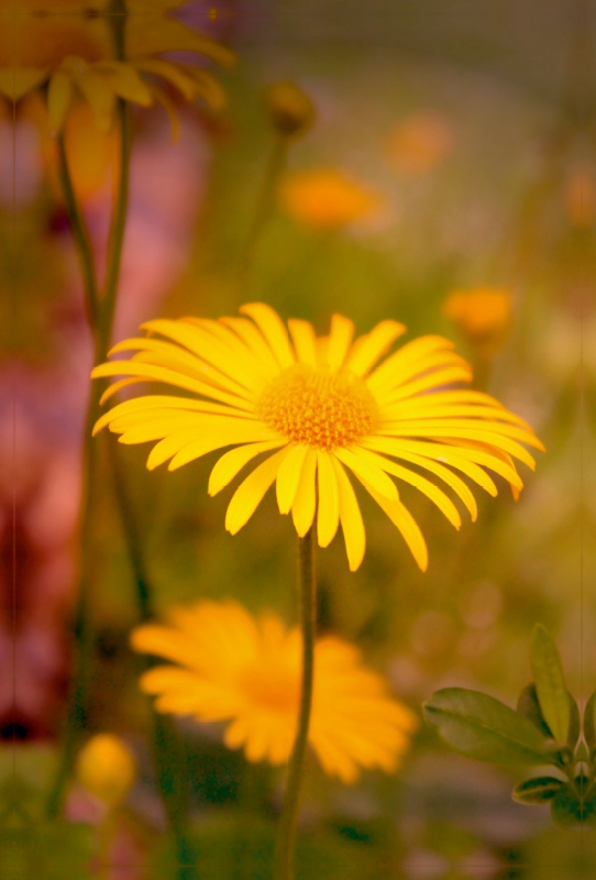 Gelbes zartes Sommerblümchen