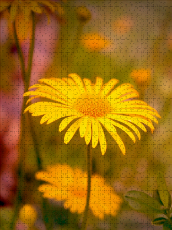 Gelbes zartes Sommerblümchen