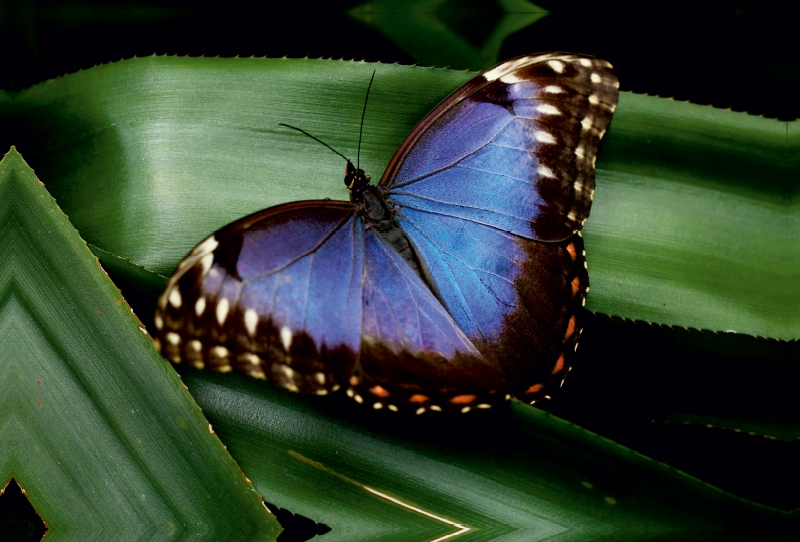 Blauer Morphofalter auf grünem Blatt