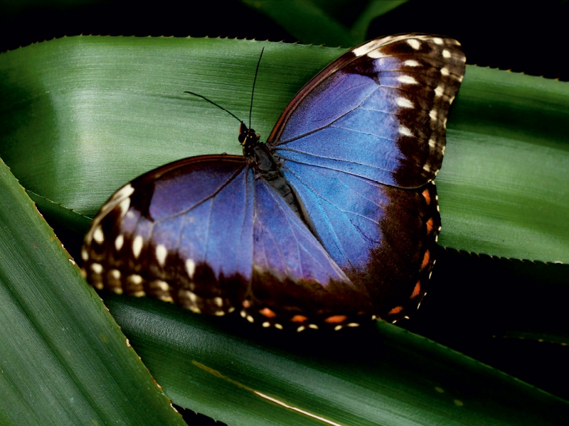 Blauer Morphofalter auf grünem Blatt