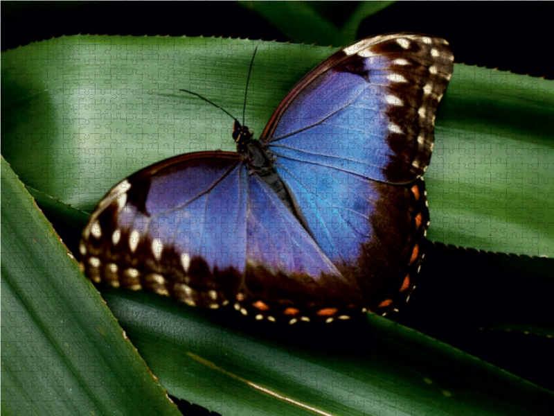 Blauer Morphofalter auf grünem Blatt