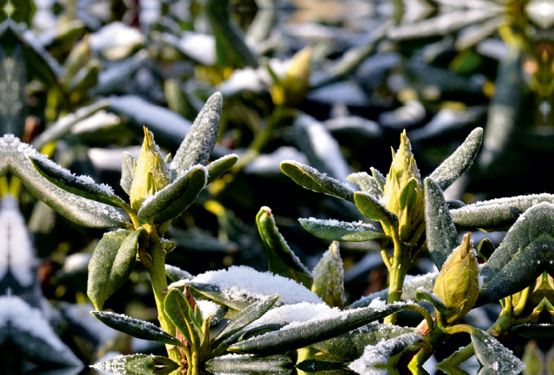 Rhododendren im Winter