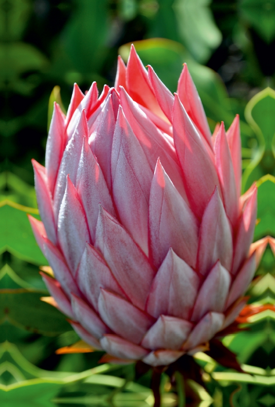 Protea, Maui