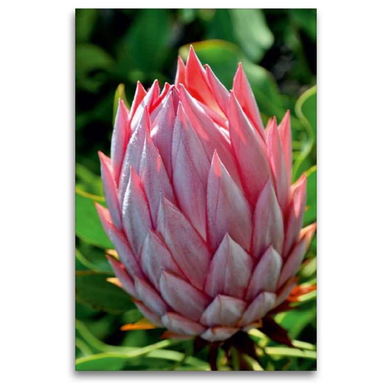 Protea, Maui